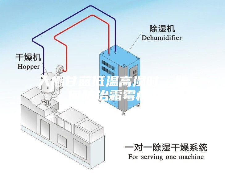 大棚甘蓝低温高湿时，如何防治霜霉病？